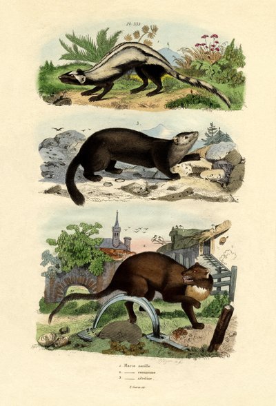 Zorilla von French School